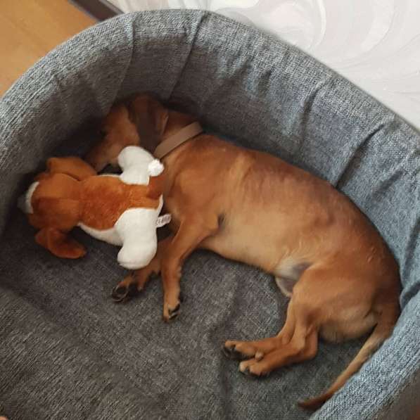 Такса метис в Москве фото 5