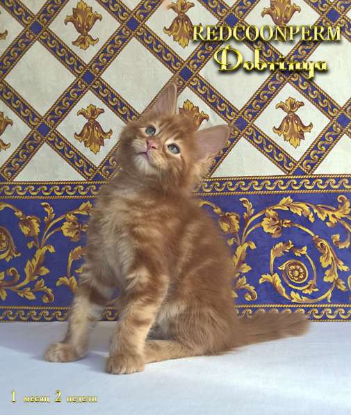 Котёнок Добрыня. Шоу класс. Питомник в Перми фото 5