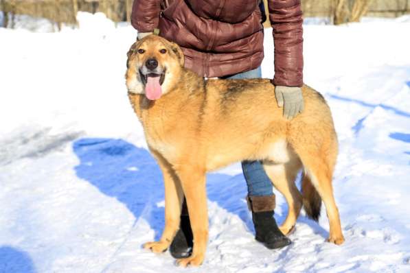 Собака в хорошие руки в Санкт-Петербурге