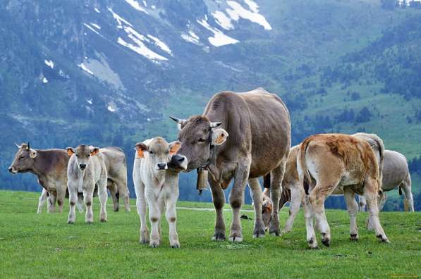 Коровы бычки телята Алтай