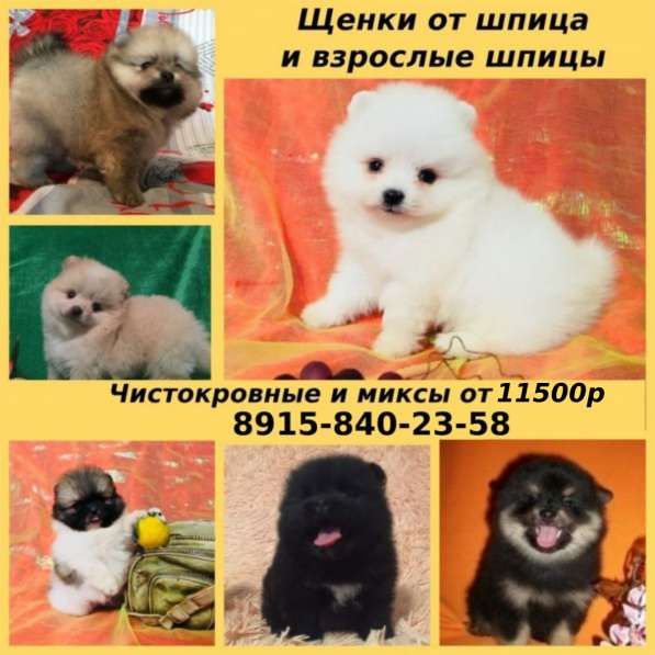 Щенки померанские шпицы