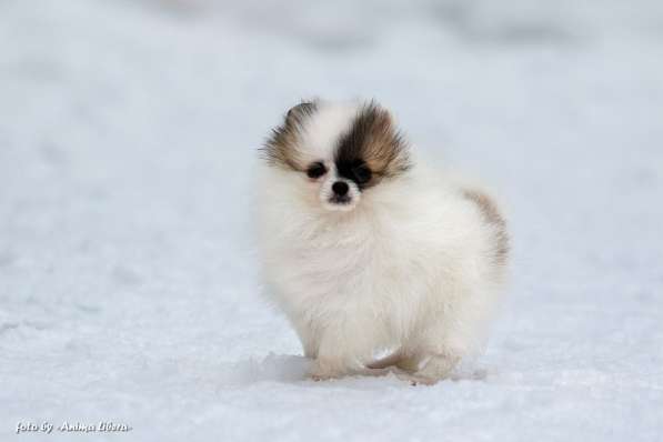 Щенки померанского шпица в фото 4