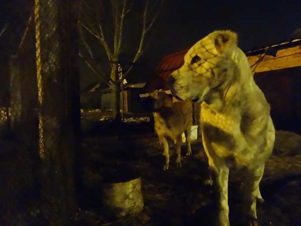 Щенки Среднеазиатской овчарки в Москве фото 21