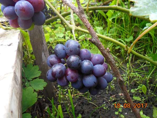 Саженцы винограда в Новосибирске в Новосибирске фото 5