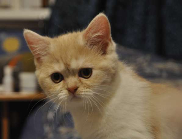 Шотландские котята c родословной в Мурманске фото 8