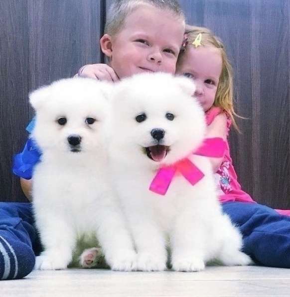 Яркие белоснежные собачки на продажу
