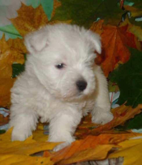 Щенки Вест Хайленд Уайт терьера в Раменское фото 6