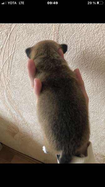 Чихуахуа породистые в Москве фото 4