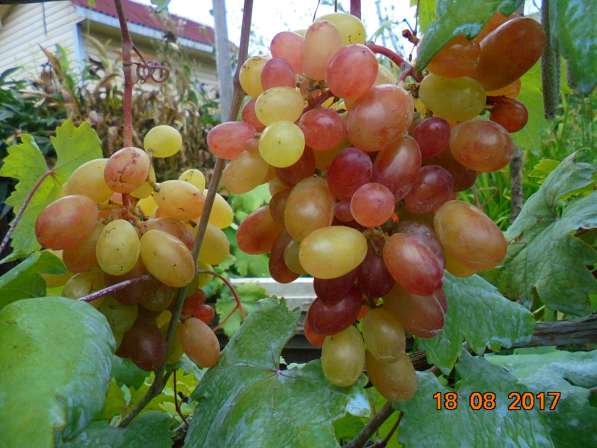 Саженцы винограда в Новосибирске в Новосибирске фото 7
