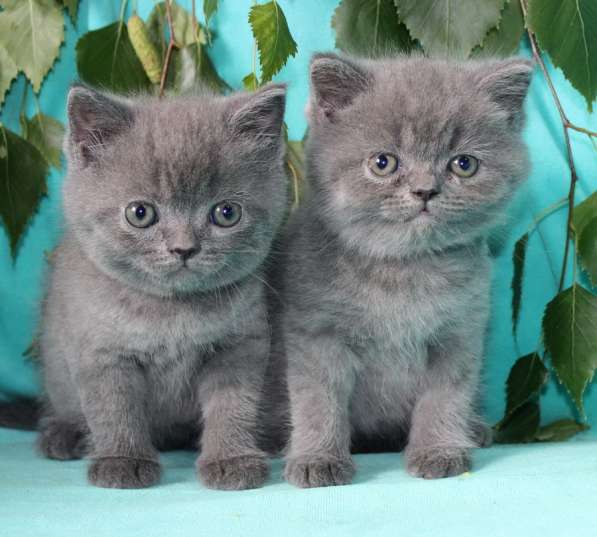 Котята голубого окраса. Голубой шотландец кот. Британский кот голубого окраса. Британец кот голубой окрас. Бурманский котенок голубой.
