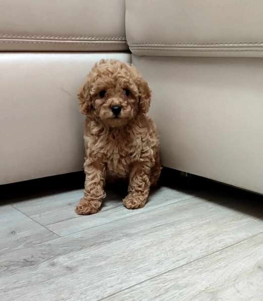 Poodle. Apricot boy в фото 8