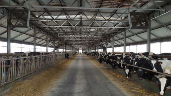 Молочно-животноводческая ферма на 2000 коров с молодняком на базе фермерского хозяйства в Пятигорске фото 6