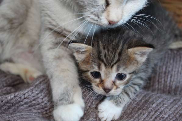 Котенок в Москве фото 3