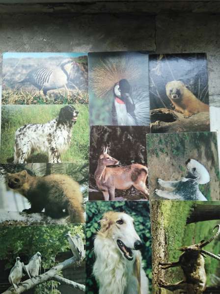 Открытки собак(Чехословакия), животных, птиц в Рубцовске фото 9
