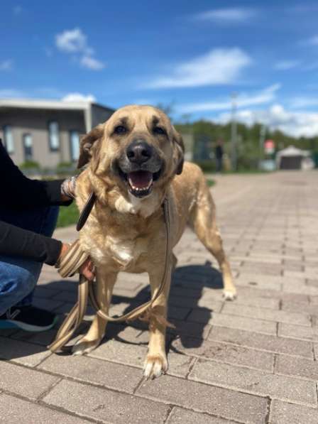 Великолепная собака Эра в добрые руки в Москве фото 9