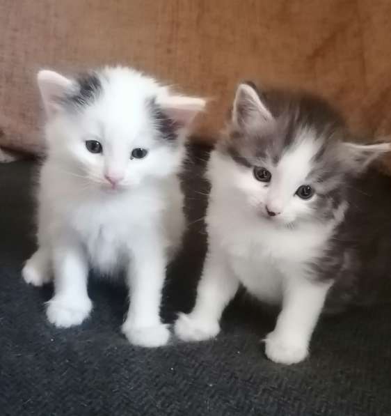 Котенок в Москве фото 12