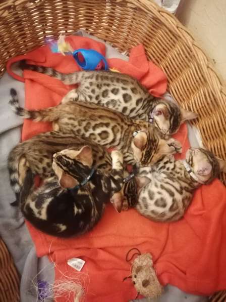 Котята в фото 5