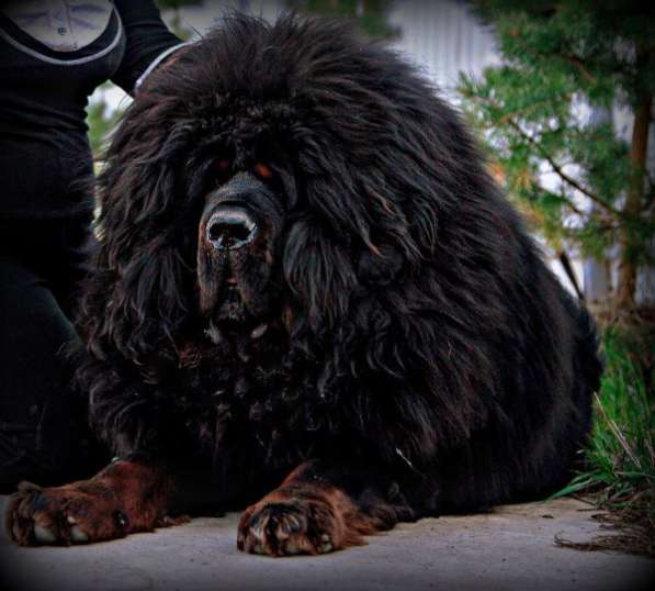 Щенки Тибетского мастифа. 100 Китай в Дмитрове фото 24