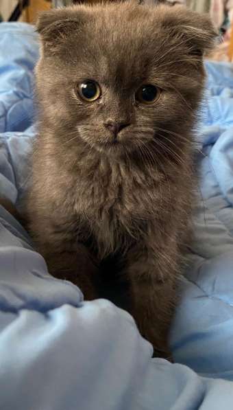 Британские Шотландские Котята в фото 16