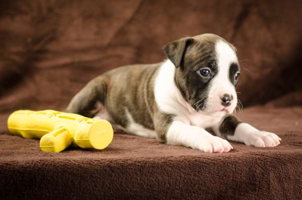 For Sale American Staffordshire Terrier puppy UKU в 