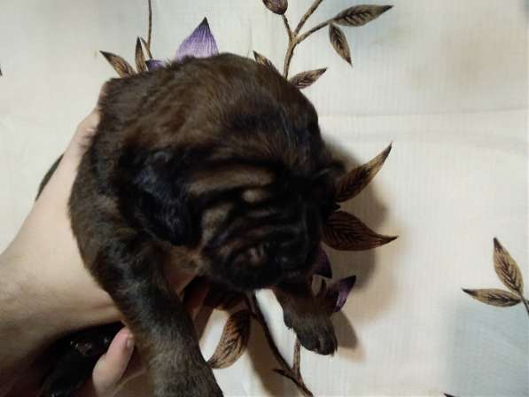 Тибетский мастиф щенки в Самаре фото 19