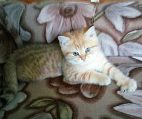 Британские котята в Санкт-Петербурге фото 3