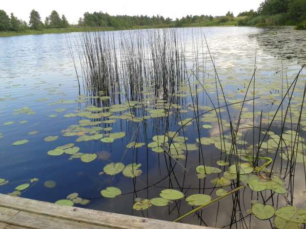 Живописное место у озера в фото 10