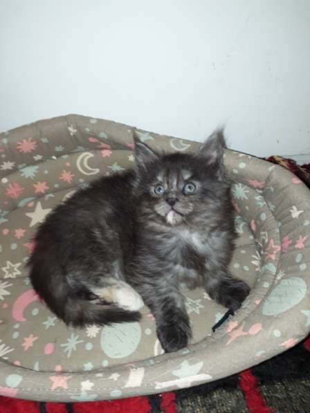 Котята Мейн-кун метисы в Наро-Фоминске фото 25