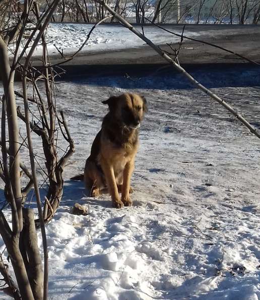 Добрые собаки ищут дом в Оренбурге фото 3