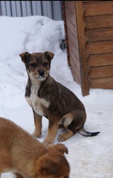 Дана, 1 год, ищет дом! в Раменское фото 20