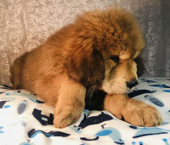 Тибетский мастиф щенки в Твери фото 18