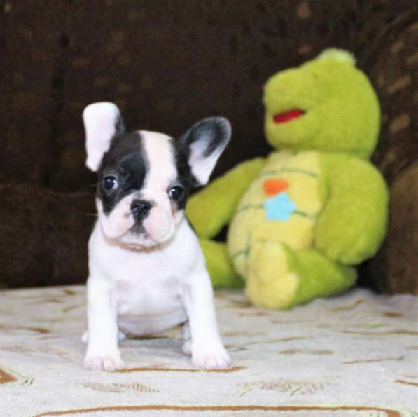 Щенки Французского бульдога питомник в Челябинске фото 5
