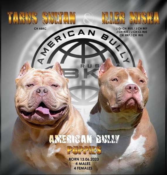 American Bully в Долгопрудном фото 5