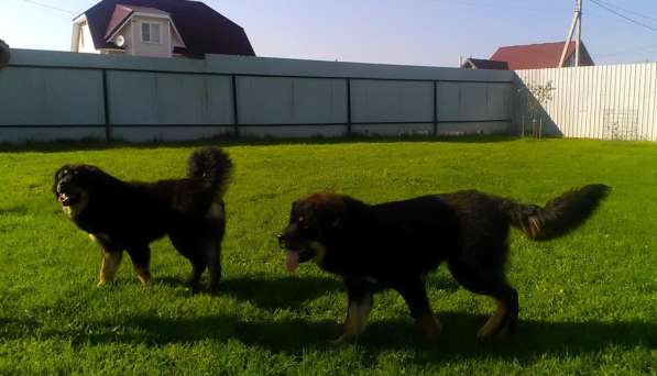 Тибетский мастиф - лучший страж на территории в Москве фото 184