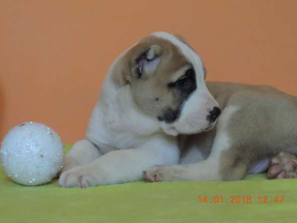 Щенки алабайчики в фото 7