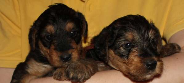 Щенки Эрдельтерьера в питомнике в Тюмени фото 11