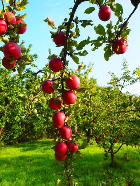 Продам яблоневый сад