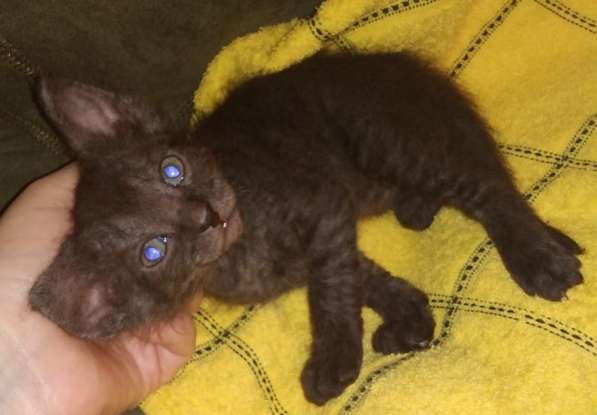 Кудрявые эльфы, каракулевые, элитные котята Девон-Рекс в Санкт-Петербурге фото 34