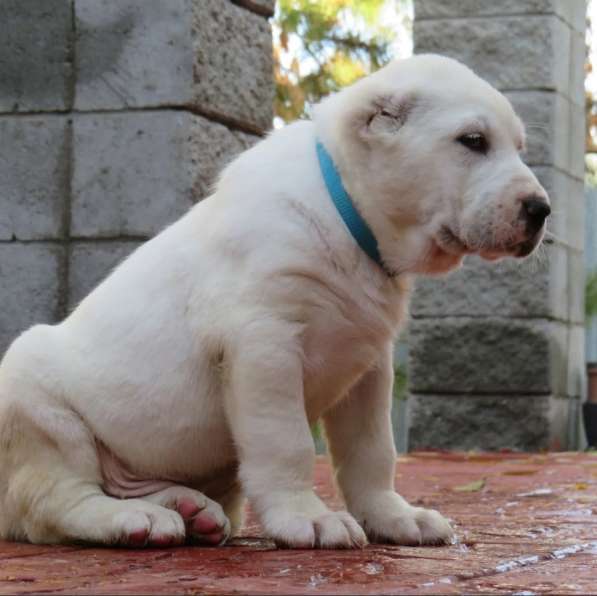 Щенок Среднеазиатской овчарки в Новосибирске фото 27