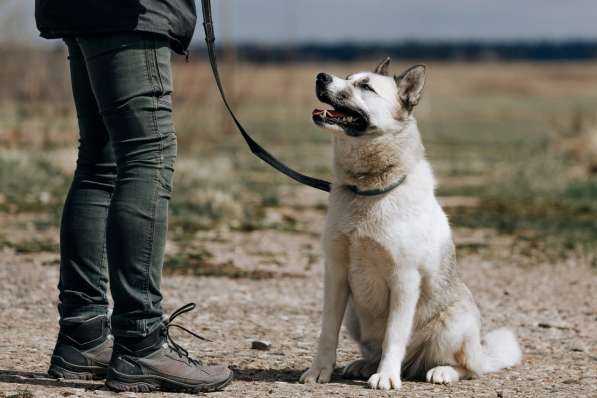 Суперактивная Халва в Москве фото 39