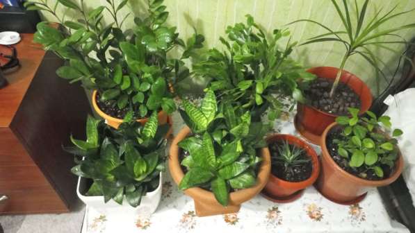 Продаются цветы