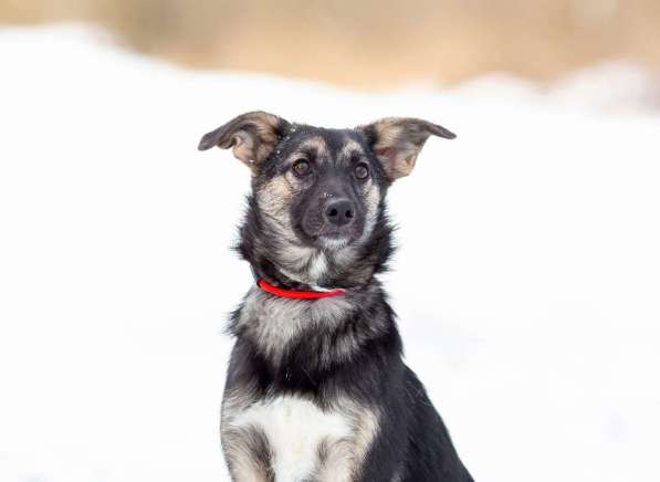 Весёлая девочка Золушка в самые добрые руки! в Москве фото 9