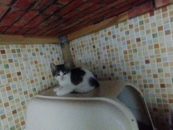 Отдам в добрые руки ! в Москве фото 3