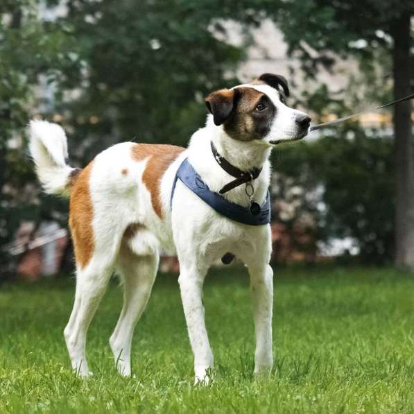 Познакомьтесь с невероятно спокойным и умным Арни!