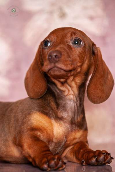 Клубные щенки рыжики в Москве фото 5