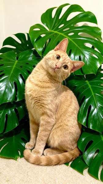 Ярик и Джостик ищут дом в Москве фото 4