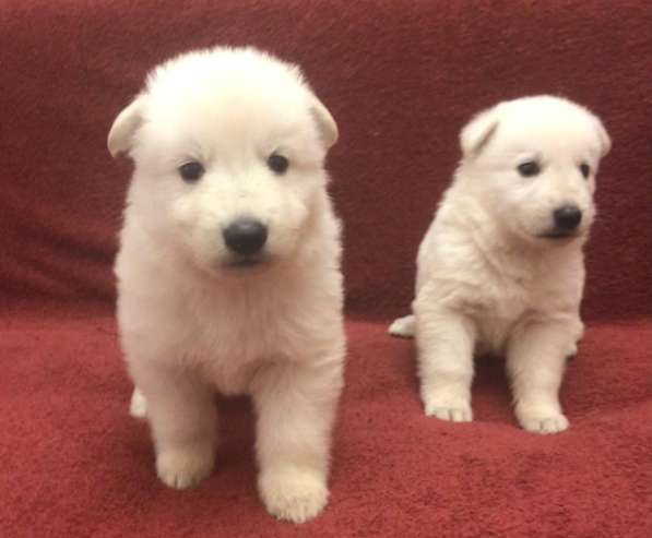 Щенки белой швейцарской овчарки в Симферополе фото 4