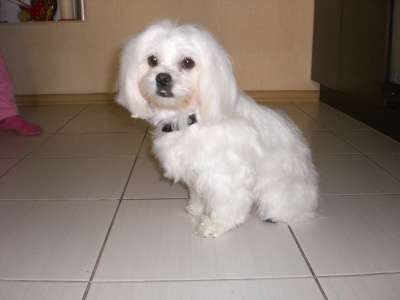 Щенки Мальтезе в Краснодаре фото 4