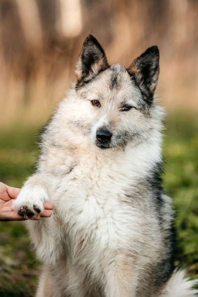 Общительная и добродушная бородатая дама Софа