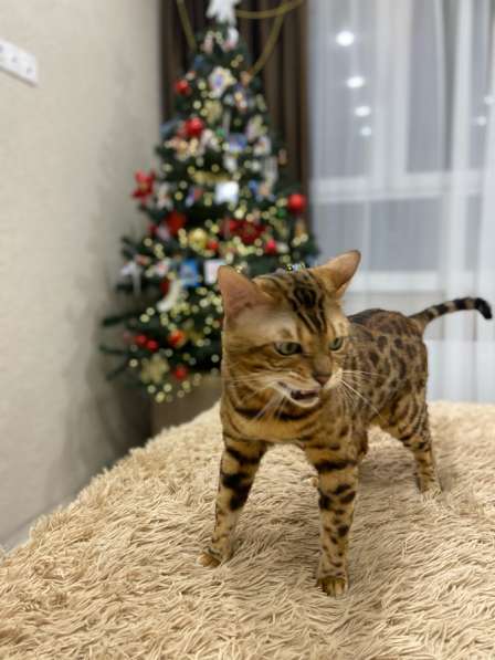 Вязка в Москве